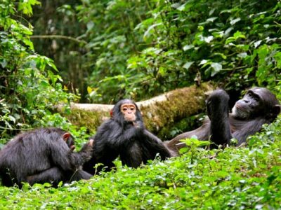 Chimpanzee Tracking in Kibale Forest