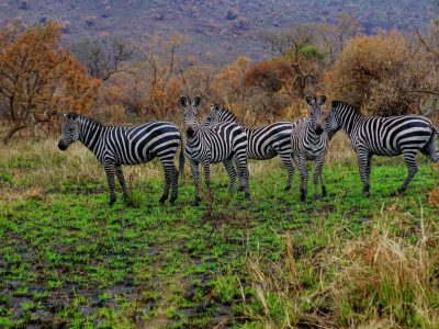 7 Days Best Of Apes In Rwanda & Wildlife Tours