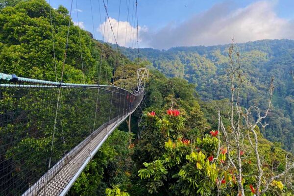 3 days chimpanzee trekking in Nyungwe forest Rwanda