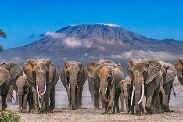 3 Days Amboseli Wildlife safari Itinerary