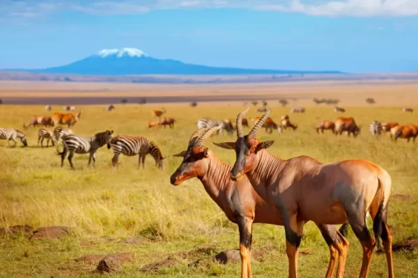 3 Days Amboseli Wildlife safari Itinerary
