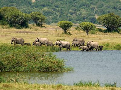 Uganda Wildlife Safari