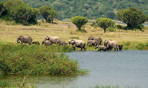 Uganda Wildlife Safari