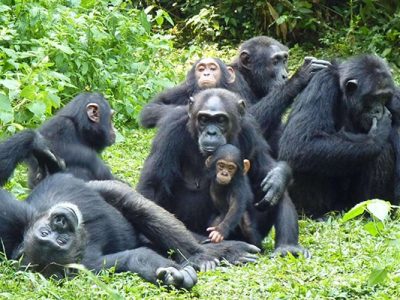 Chimpanzee trekking in Kibale Uganda