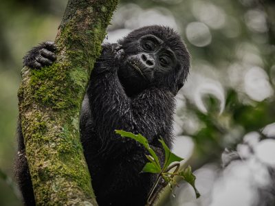 Gorilla Trekking In volcanoes national park