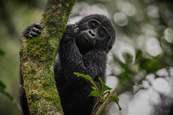 Gorilla Trekking In volcanoes national park