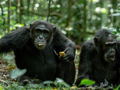 Chimpanzee Trekking in Kibale Forest National Park
