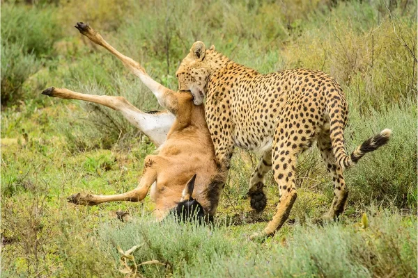 4days serengeti national park tour itinerary
