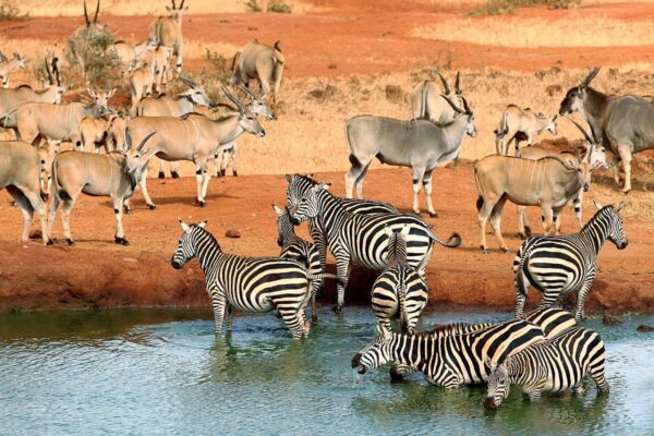 Tsavo West and East National Park