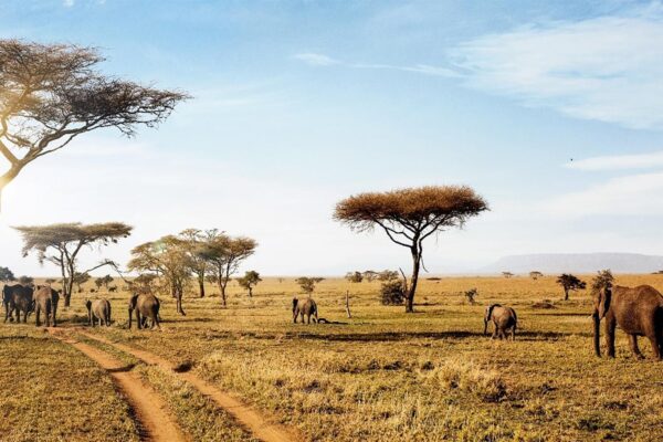 4days serengeti national park tour itinerary