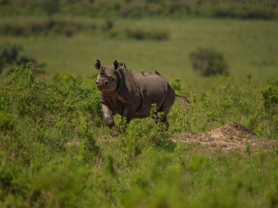 7-day-safari-kenya