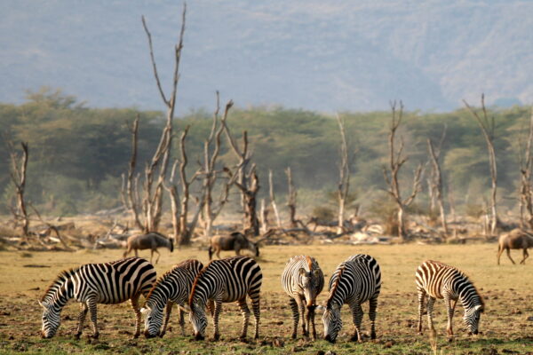 3 Days Lake Manyara national park Tour Itinerary