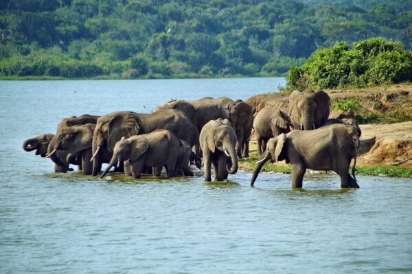 3 Days Queen Elizabeth National park Tour Itinerary