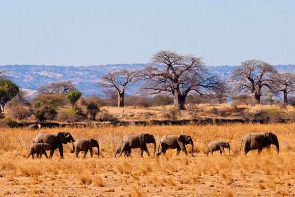 3 Days Tarangire Wildlife and Masai cultural safari
