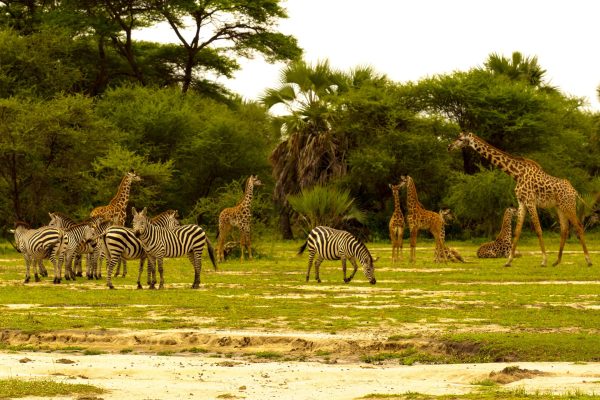 3days tarangire wildlife and masai culture safari