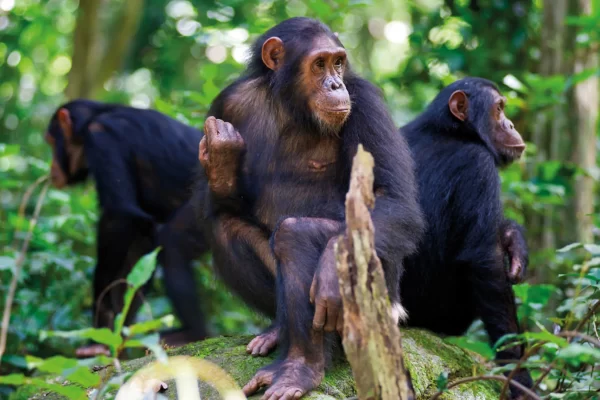 3days Chimpanzee trekking in Nyungwe forest Rwanda