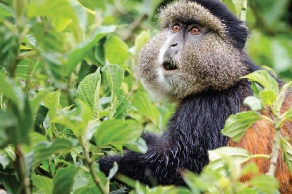 3 days gorilla and golden monkey trekking