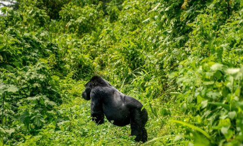 8 Days Uganda Primate Safari—Gorillas, Chimps & Wildlife Adventure