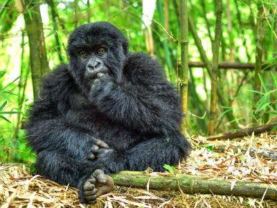 Gorilla Trekking