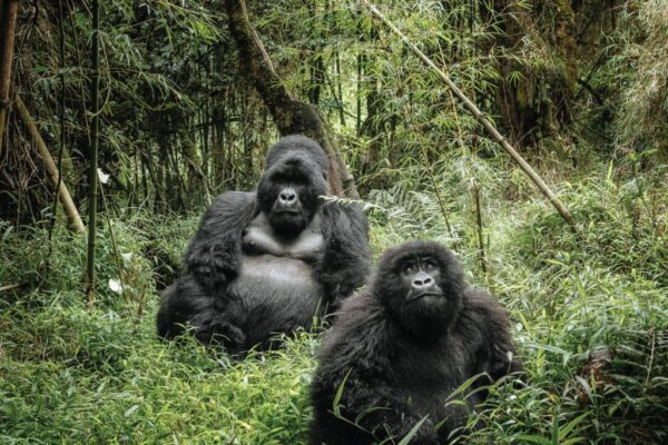3 days gorilla and golden monkey trekking