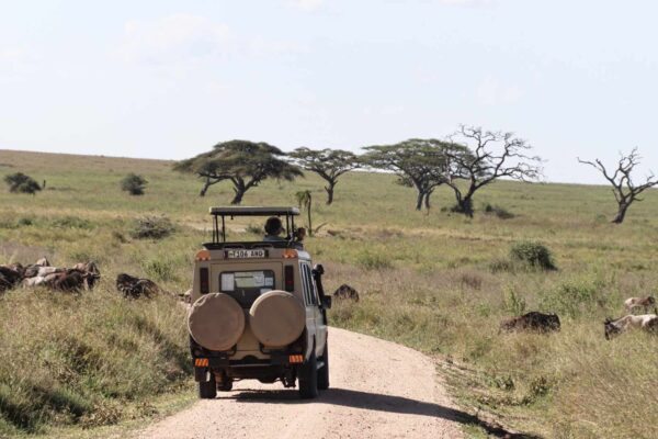 Serengeti national park safari.