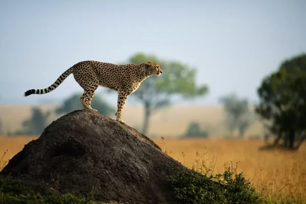 South Africa Safaris