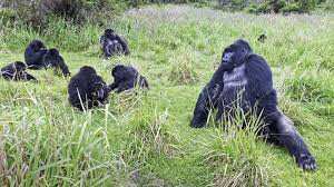 7days Rwanda's Great apes and wildlife