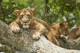 7 Days Uganda Wildlife Safari and Jinja White water rafting