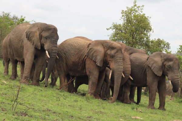 7 Days Rwanda's great apes and wildlife