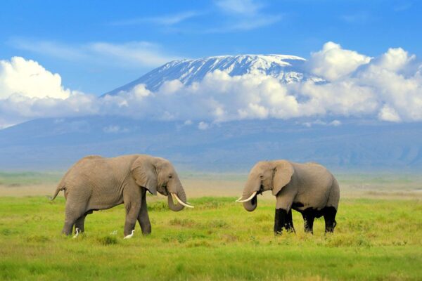 5 Days Masai mara and Amboseli wildlife safari