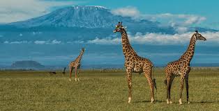 3 Days Amboseli national park wildlife safari Itinerary