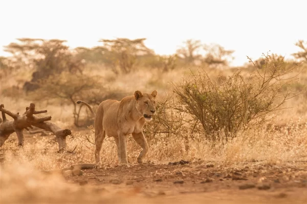 East African Safaris