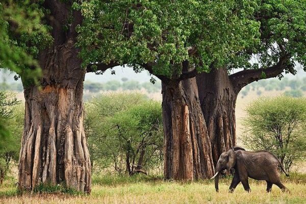 7 Days Wildlife Tanzania safari itinerary
