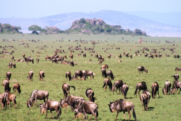 5 Days 's Kenya's masai Mara ,Amboseli and Tsavo wildlife safari