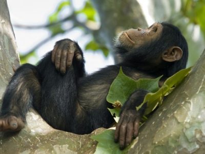 3-Days chimpanzee trekking in nyungwe forest