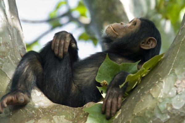 3-Days chimpanzee trekking in nyungwe forest