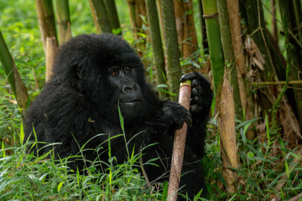 7 Days Gorillas and wildlife safari Itinerary