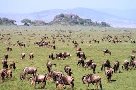 5 Days Masai mara and Amboseli national wildlife safari