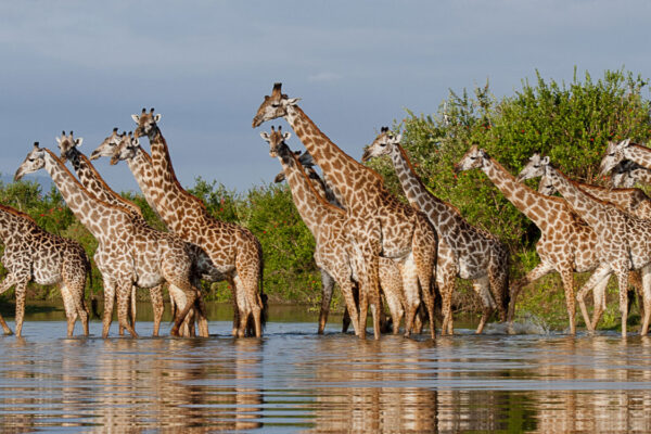 8 Days Zanzibar beach holiday and Tanzania wildlife safari itinerary