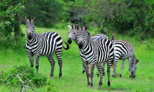 zebras in Lake Mburo National park 7 Days Gorillas and wildlife safari Itinerary