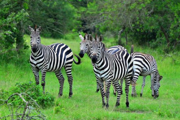 7 Days Gorillas and wildlife safari Itinerary