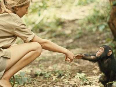 4 Day Gombe Chimps Tracking