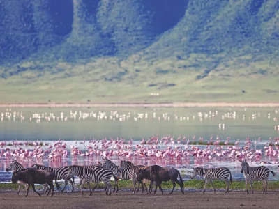 Ngorongoro, Serengeti & Rwanda's Gorillas