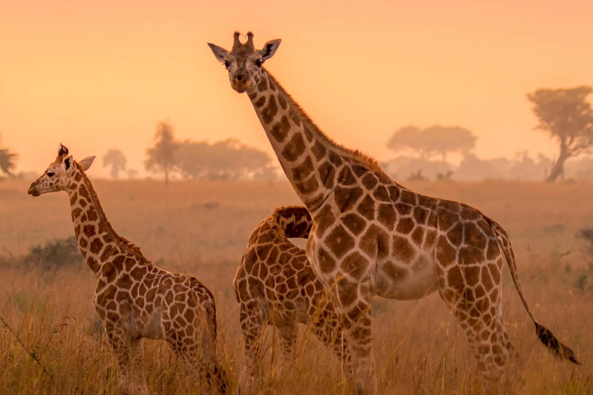 Uganda Wildlife Safaris