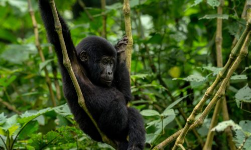 8 Days Uganda Primate Safari—Gorillas, Chimps & Wildlife Adventure