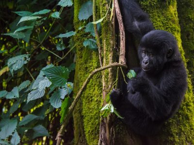 4-Day Uganda Luxury Gorilla Fly-in Safari