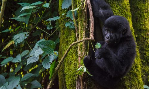 Uganda Luxury Gorilla Fly-in Safari 4-Day Uganda Luxury Gorilla Fly-in Safari