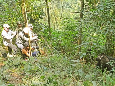 Uganda Gorilla Trekking and Wildlife Safari