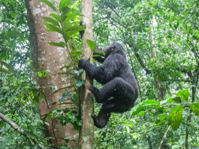 Uganda Gorillas, Chimps and Wildlife Luxury Safari