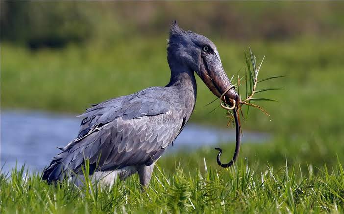 Uganda Birding Safaris